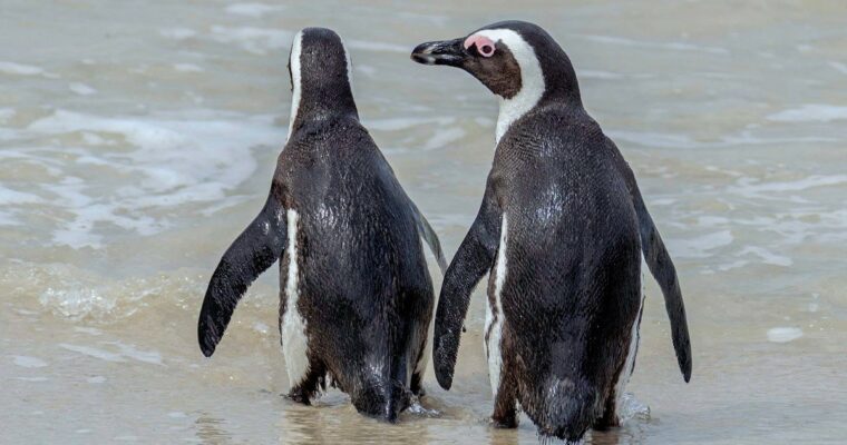 ¡Descubre la belleza de la Reserva Nacional Pingüino Humboldt y sus adorables pingüinos!